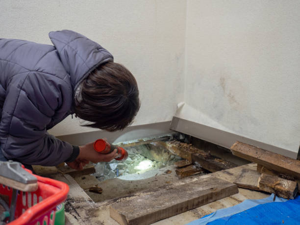 Best Attic Mold Removal  in Morrice, MI