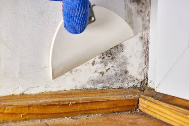 Best Mold-Related Health Consultation  in Morrice, MI