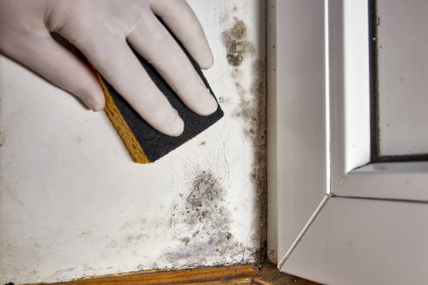 Best Residential Mold Inspection & Testing  in Morrice, MI